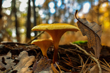 mushrooms in forest