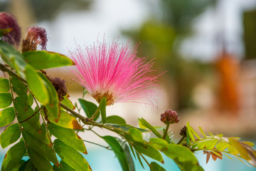 Pink exotic flower - Albizia julibrissin. Persian silk tree.