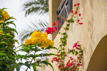 Yellow and Red Hibiscus Flowers in front of a balcony