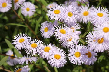 Fototapeta premium Flowers of Erigeron sp. (Annual daisy fleabane) in garden