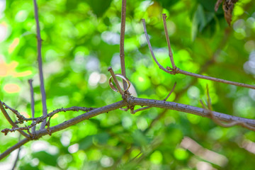 golden ring hanging on the branch