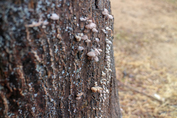Mushrooms growing on a tree trunk, winter