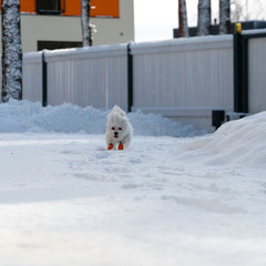 Maltese in Snow