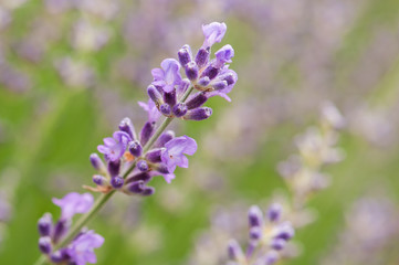 Lavender angustifolia, lavandula in sunlight in herb garden