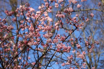 blossoms