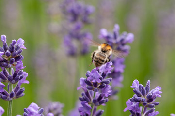 Lavender angustifolia, lavandula in sunlight in herb garden with honey bee