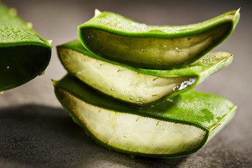 Aloe vera with dramatic lighting 