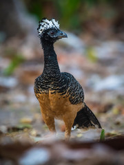 Bare faced Curassow, in a jungle environment, Pantanal Brazil