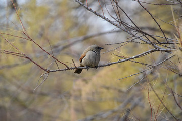 Bay winged Cowbird