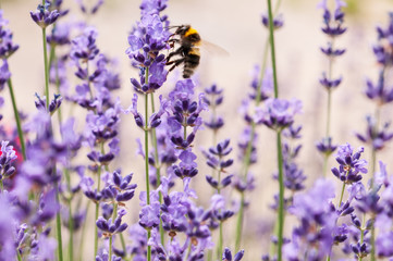 Lavender angustifolia, lavandula in sunlight in herb garden with honey bee