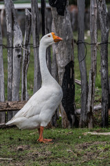 portrait of a goose