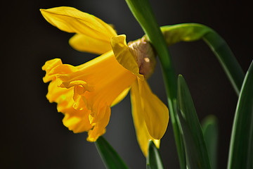 Narciso amarillo salvaje con hojas verdes sobre un fondo oscuro