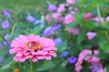 Obraz premium Beautiful fresh bright purple flowers on the summer meadow. Natural floral background