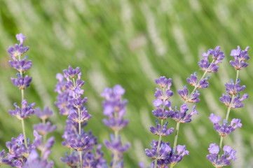 Obraz premium Lavender angustifolia, lavandula in sunlight in herb garden