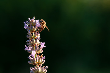 Lavender angustifolia, lavandula in sunlight in herb garden with honey bee