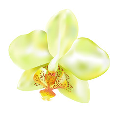 Beautiful yellow orchid flower