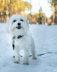 Maltese in Snow