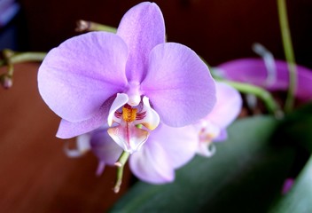 House flower: blooming orchid phalaenopsis pink color.