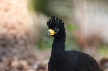 Bare faced Curassow, in a jungle environment, Pantanal Brazil