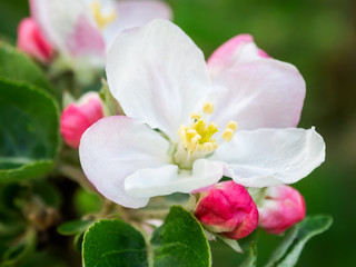 Fototapeta na wymiar Apple blossom close up
