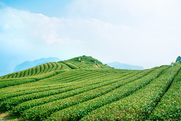 Fototapeta na wymiar Beautiful tea garden rows scene isolated with blue sky and cloud, design concept for the tea product background, copy space, aerial view