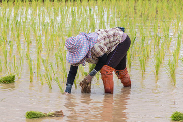 Thai rice cultivation