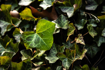 green leaves of a tree