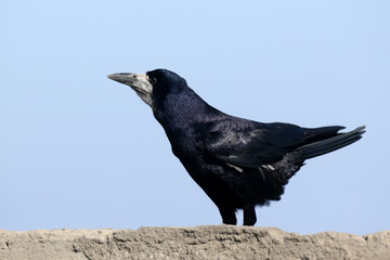 The rook (Corvus frugilegus) in a breeding plumage is sitting on a concrete wall in an unusual pose. Close up portrait