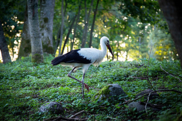 stork in the meadow, walking stork, ptan on hunting