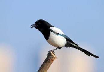 Unusual close-up portrait of a Eurasian magpie sitting on a branch against the sky and beige cane