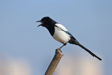 Unusual close-up portrait of a Eurasian magpie sitting on a branch against the sky and beige cane