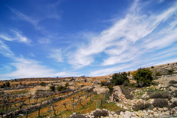 Fototapeta na wymiar イスラエル　ヘブロンのブドウ畑