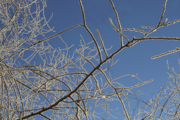 Winter ornament from the branches of trees