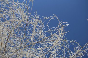 Winter ornament from the branches of trees