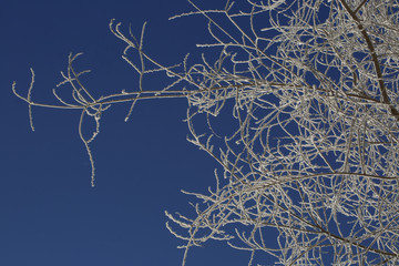 Winter ornament from the branches of trees