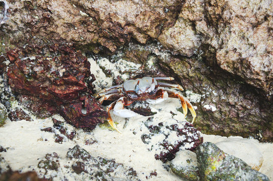 granchio sulla roccia oceno indiano