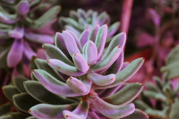 closeup of pink flower