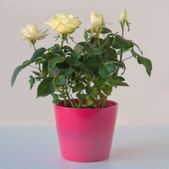 White mini roses in pink pot.