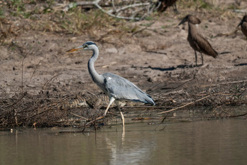 Egret fishing, South Africa