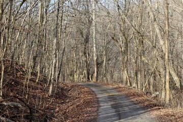 Obraz premium A long empty walkway in the bare tree forest.