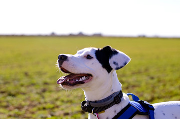 Precioso cachorro blanco con manchas negras sacando la lengua