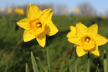 Daffodils growing though the grass on a bright sunny morning