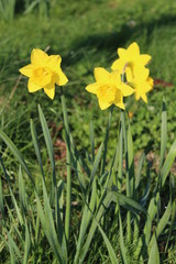 Daffodils growing though the grass on a bright sunny morning