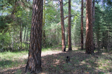 Forest, pine, sunlight, summer day Pine trunks of tall trees with a diameter of not less than 50 centimeters-a clearing in a pine forest