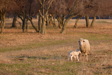 Fototapeta premium Sheep and two lambs on field