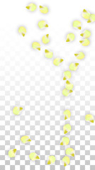 Vector Realistic Pink Petals Falling on Transparent Background.  Spring Romantic Flowers Illustration. Flying Petals. Sakura Spa Design. Blossom Confetti.