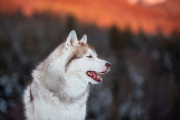 Portrait of free and prideful Siberian Husky dog sitting is on the snow in winter forest at sunset on bright mountain background