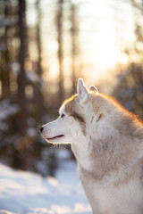 Beautiful, cute and free Siberian Husky dog sitting on the snow path in the winter forest at sunset.