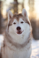 Gorgeous, beautiful and happy Siberian Husky dog standing on the snow path in the winter forest at sunset.