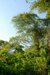 Jungle, near Santa Lucia estuary,South Africa